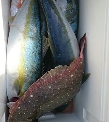 海龍丸（福岡） 釣果