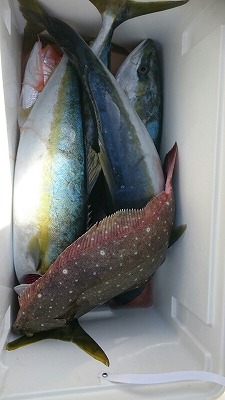 海龍丸（福岡） 釣果