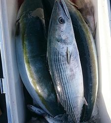 海龍丸（福岡） 釣果