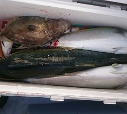 海龍丸（福岡） 釣果