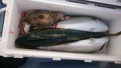 海龍丸（福岡） 釣果