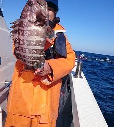 海龍丸（福岡） 釣果