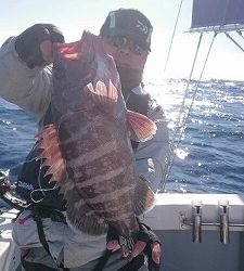 海龍丸（福岡） 釣果