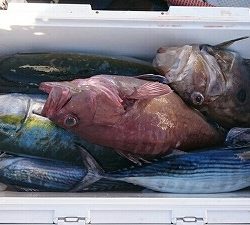 海龍丸（福岡） 釣果