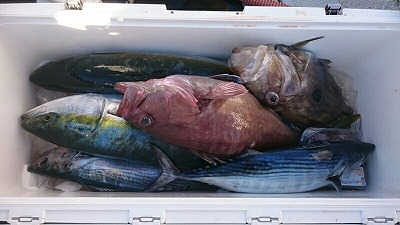 海龍丸（福岡） 釣果