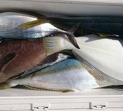 海龍丸（福岡） 釣果