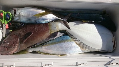 海龍丸（福岡） 釣果