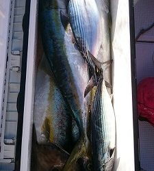 海龍丸（福岡） 釣果