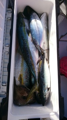 海龍丸（福岡） 釣果