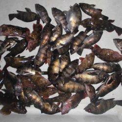 ルアー船マヒマヒ 釣果