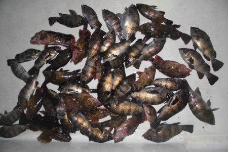 ルアー船マヒマヒ 釣果