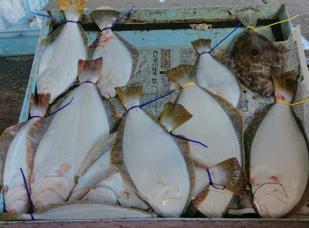 明神釣船 釣果