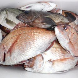 松本釣船2 釣果