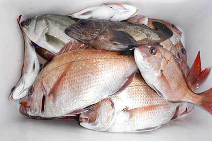 松本釣船2 釣果