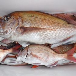 松本釣船2 釣果