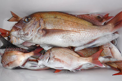 松本釣船2 釣果