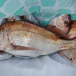 松本釣船2 釣果