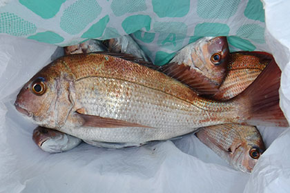 松本釣船2 釣果