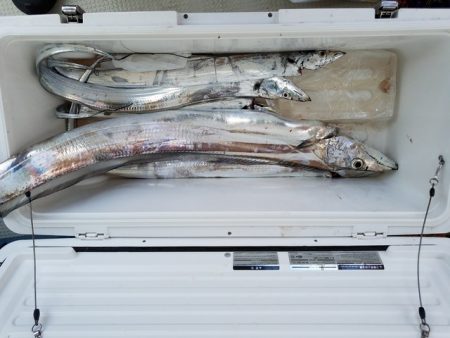 遊漁船　ニライカナイ 釣果