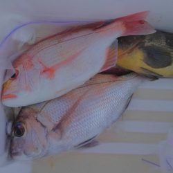 遊漁船 新鋭丸 釣果