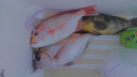 遊漁船 新鋭丸 釣果