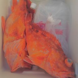 遊漁船 新鋭丸 釣果