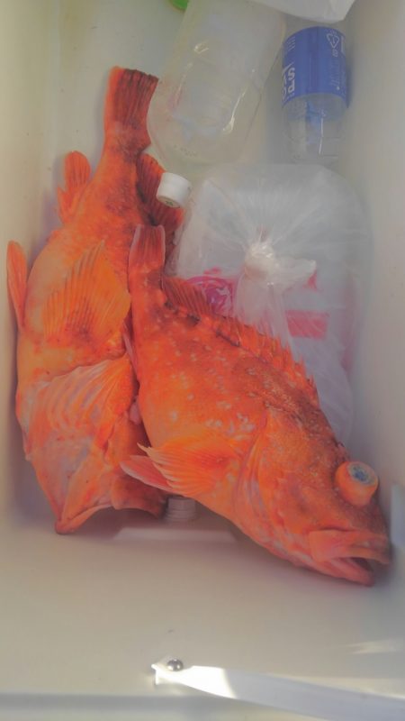 遊漁船 新鋭丸 釣果