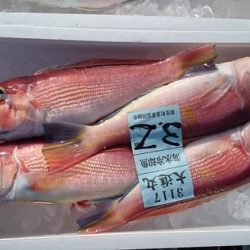 大進丸(新潟) 釣果