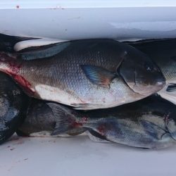 しば渡船 釣果