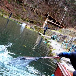 小菅トラウトガーデン 釣果