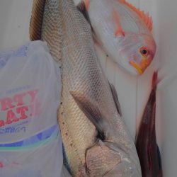 遊漁船 新鋭丸 釣果