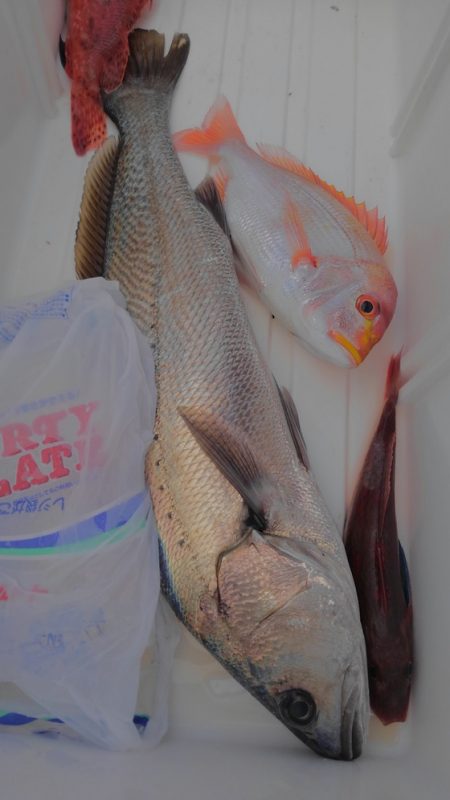 遊漁船 新鋭丸 釣果