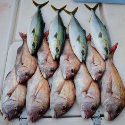 Marine T Design マリンティーデザイン 釣果