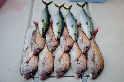 Marine T Design マリンティーデザイン 釣果