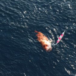 へいみつ丸 釣果