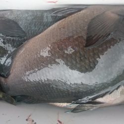 しば渡船 釣果