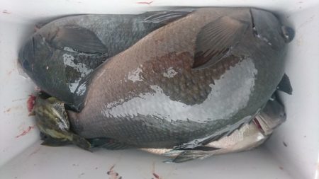しば渡船 釣果