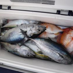 BlueNote Fishing Taxi 釣果