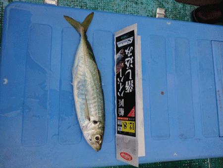 清和丸 釣果