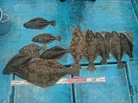 フィッシングガイド りょう 釣果