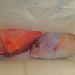 遊漁船 新鋭丸 釣果