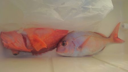 遊漁船 新鋭丸 釣果