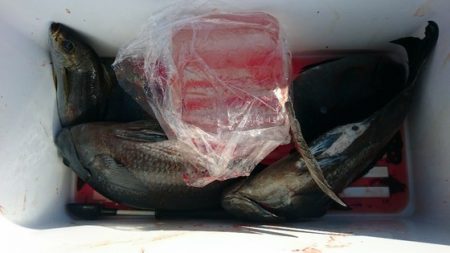 しば渡船 釣果