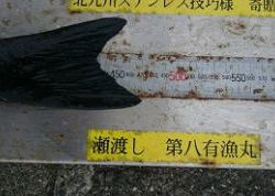 第八有漁丸 釣果