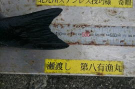第八有漁丸 釣果