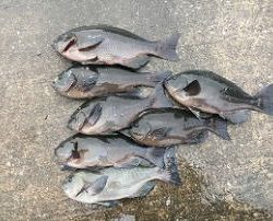 第八有漁丸 釣果