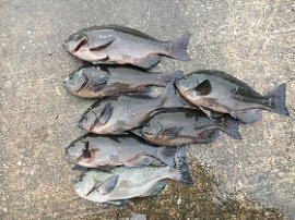 第八有漁丸 釣果