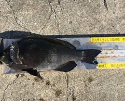 第八有漁丸 釣果