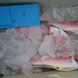 大進丸（新潟） 釣果