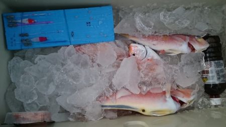 大進丸（新潟） 釣果